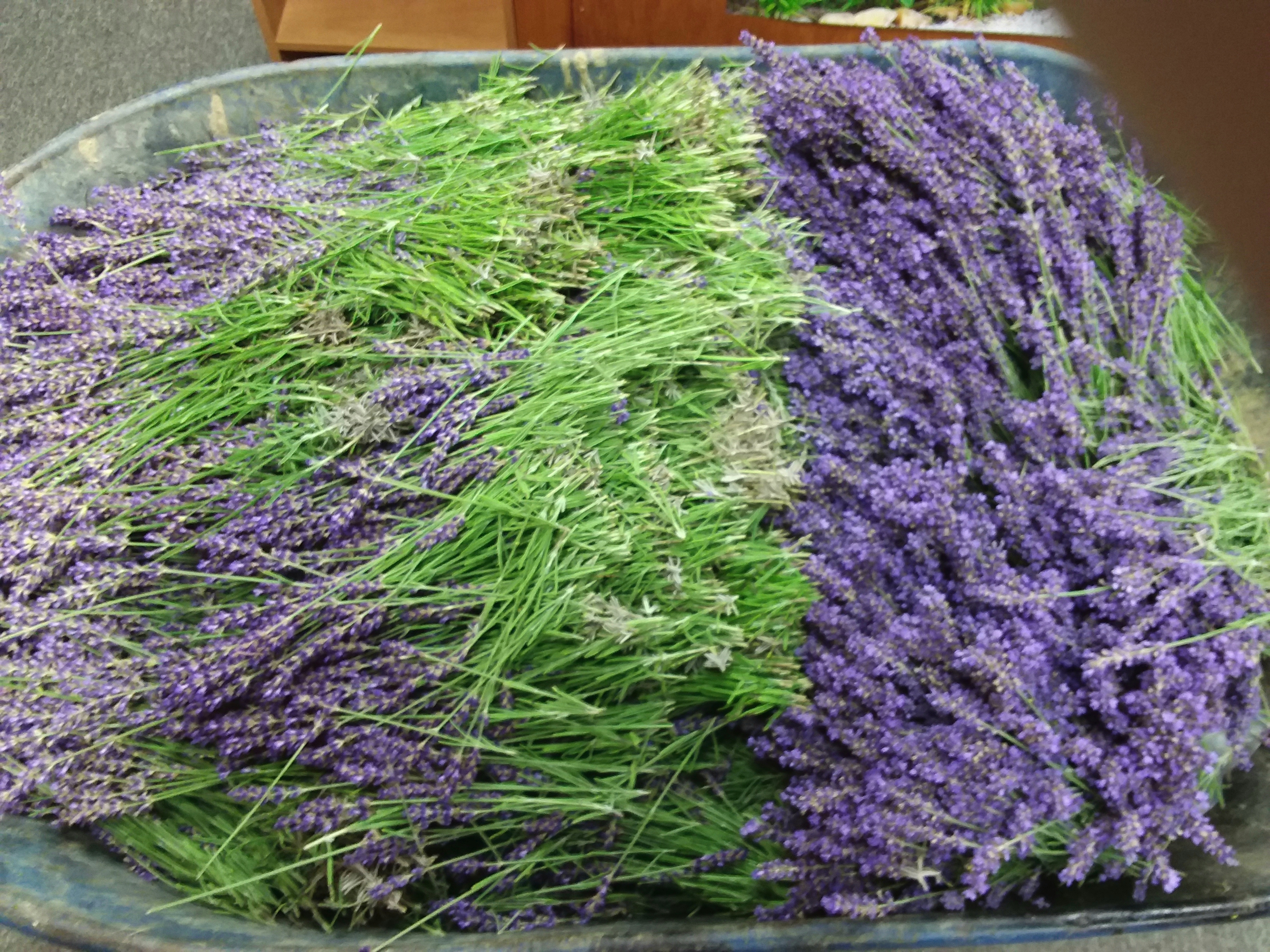 Dried Lavender Bundle – Big Roots Lavender Farm